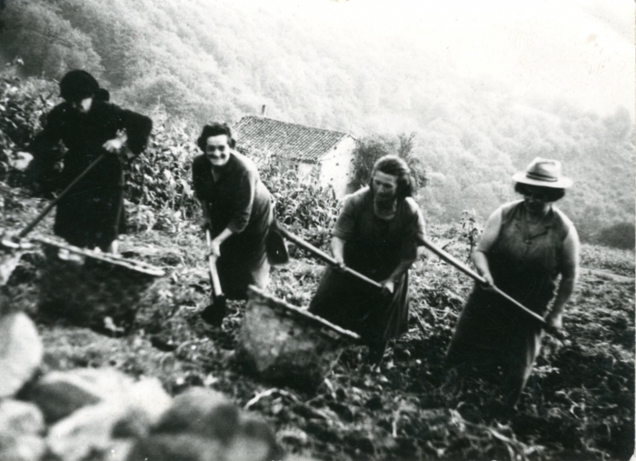 Extrayendo patatas, Fatorgá 1940