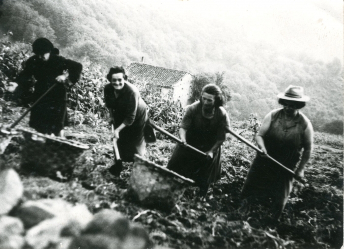 Extrayendo patatas, Fatorgá 1940 Extrayendo patatas, Fatorgá 1940