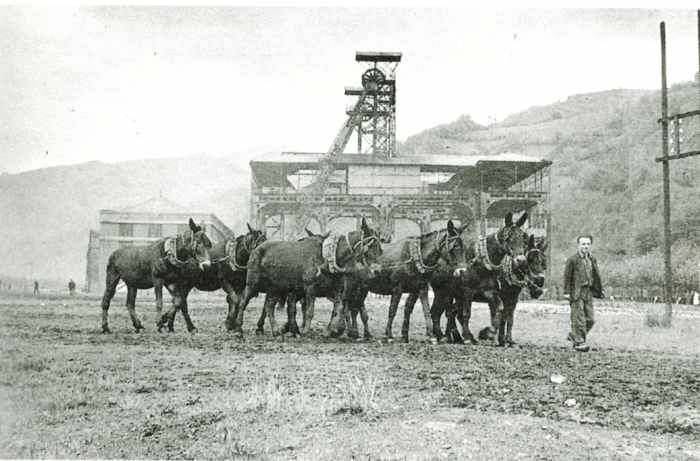 Cuadrero con mulas en el Pozo Sotón,1946
